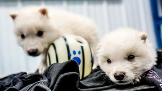dire wolves